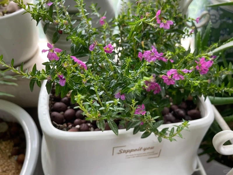 Không gian chuyên nghiệp cùng cây Cẩm Tú Mai văn phòng