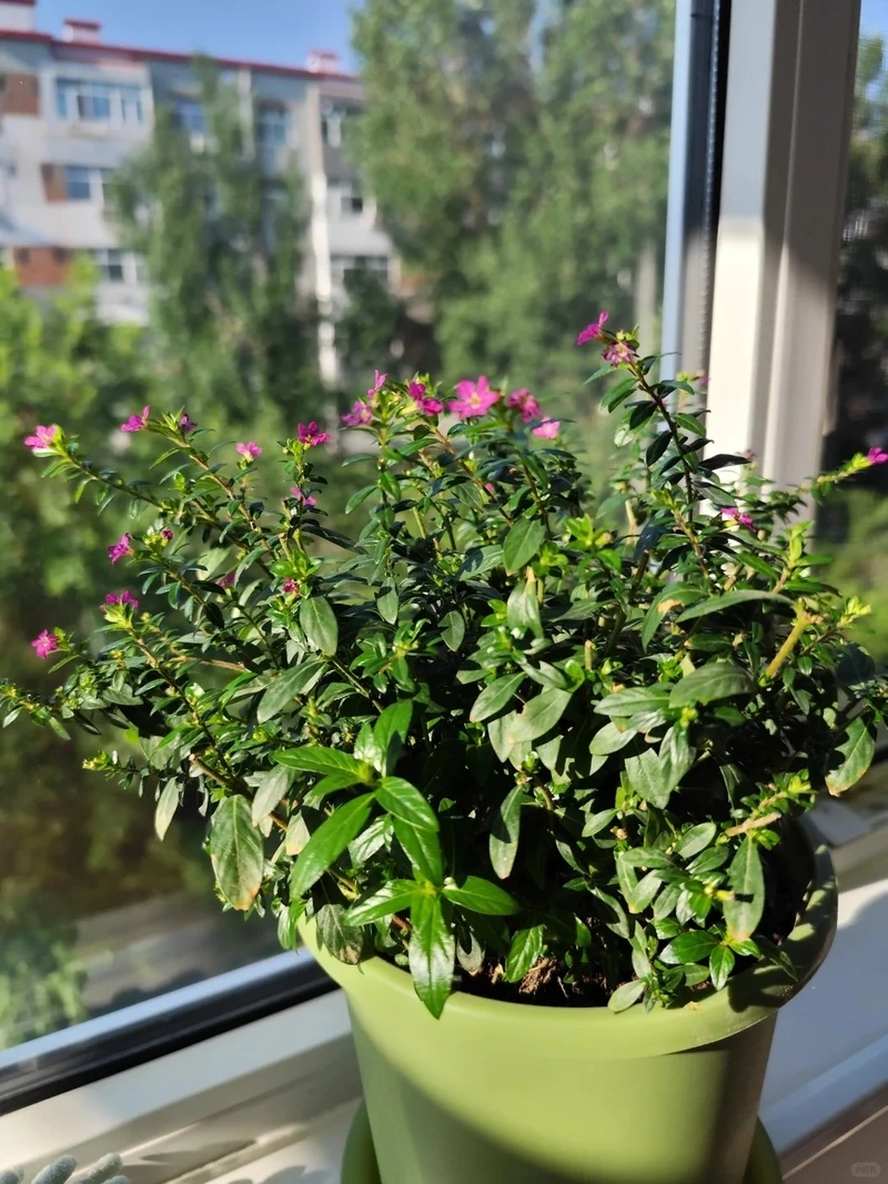 Không gian nhỏ hợp cây Cẩm Tú Mai cây cảnh mini