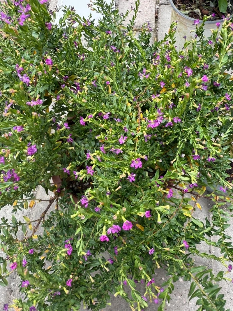 Tăng thẩm mỹ bằng cây Cẩm Tú Mai trang trí