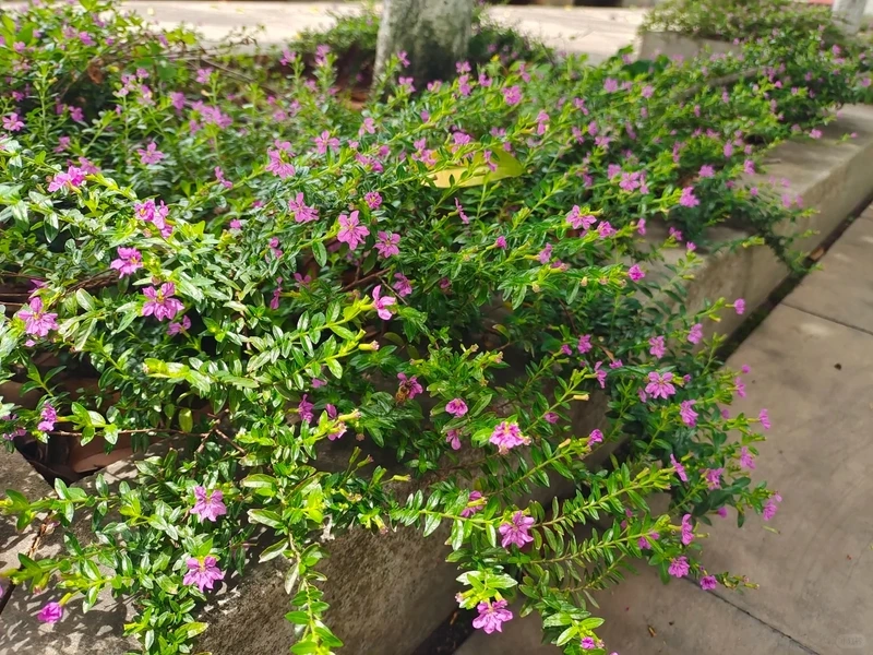 Phong thủy hài hòa nhờ cây Cẩm Tú Mai phong thủy