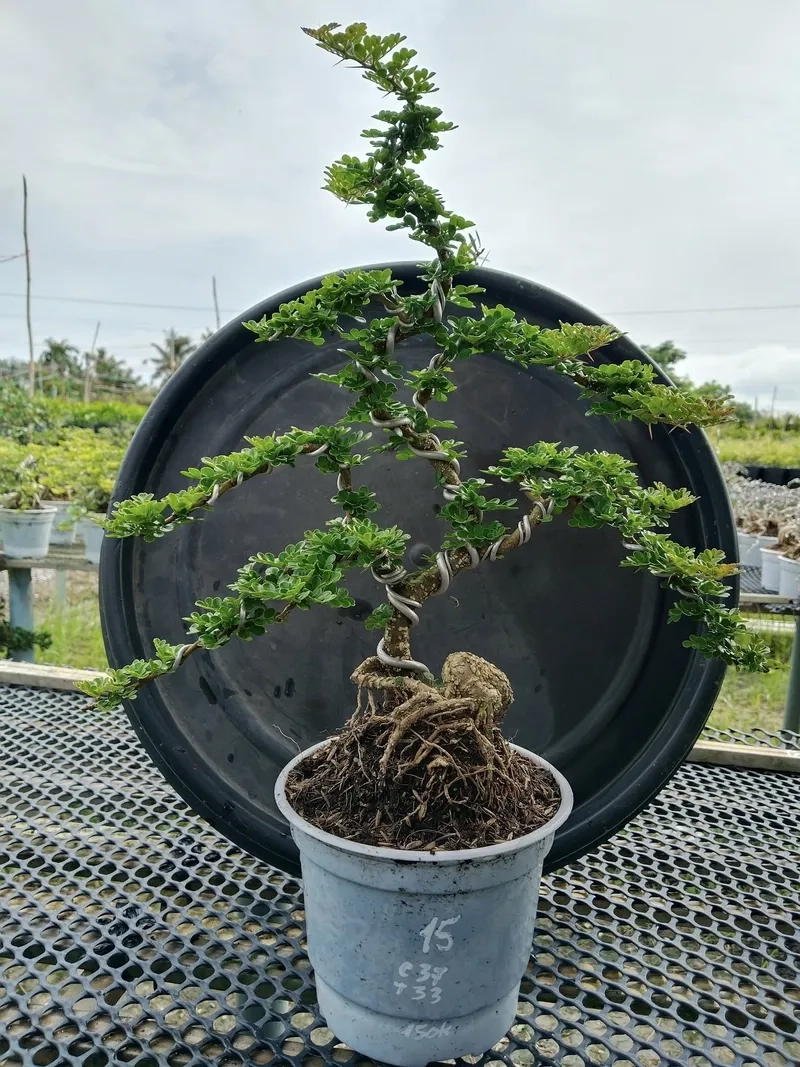 Những phôi cần thăng đẹp triển vọng