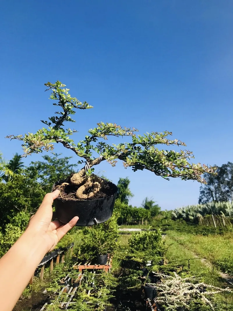 Tìm hiểu ý nghĩa cây cần thăng hay