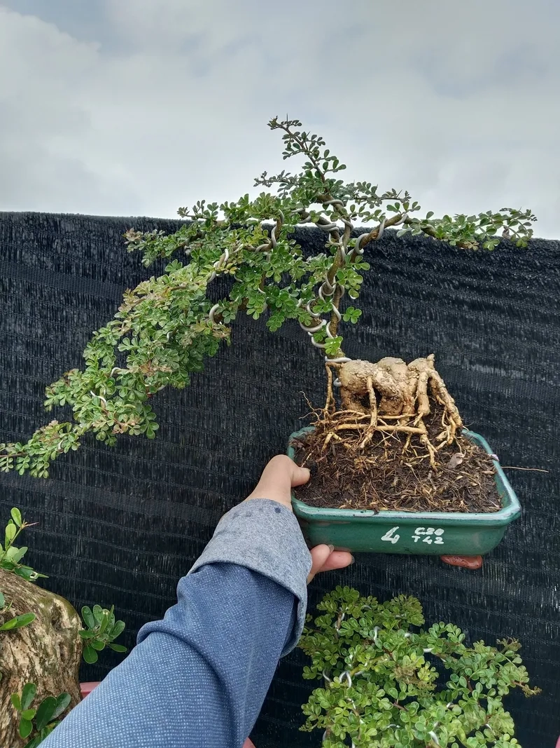 Mẹo tưới nước cây cần thăng đúng