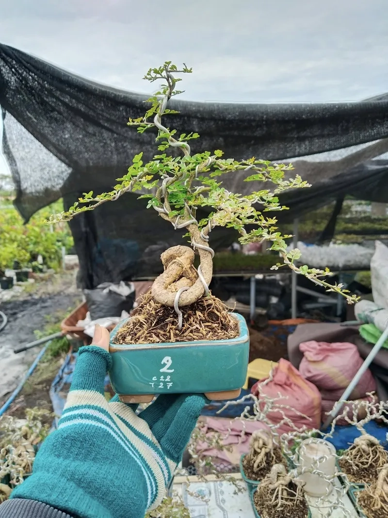 Tham khảo giá cây cần thăng mới