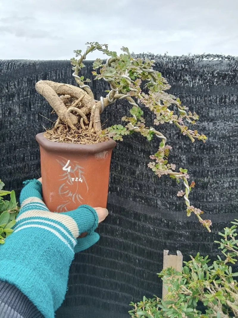 Đặt cây cần thăng để bàn làm việc