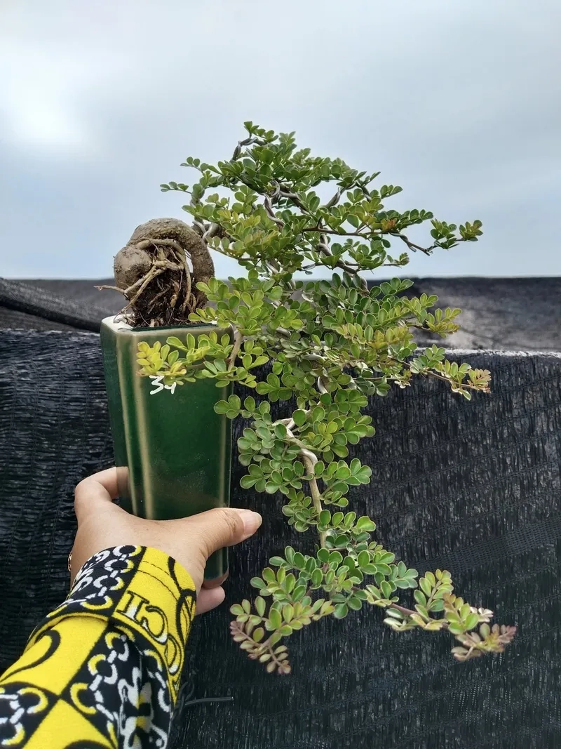 Ngắm nhìn cần thăng ra hoa trắng nhỏ