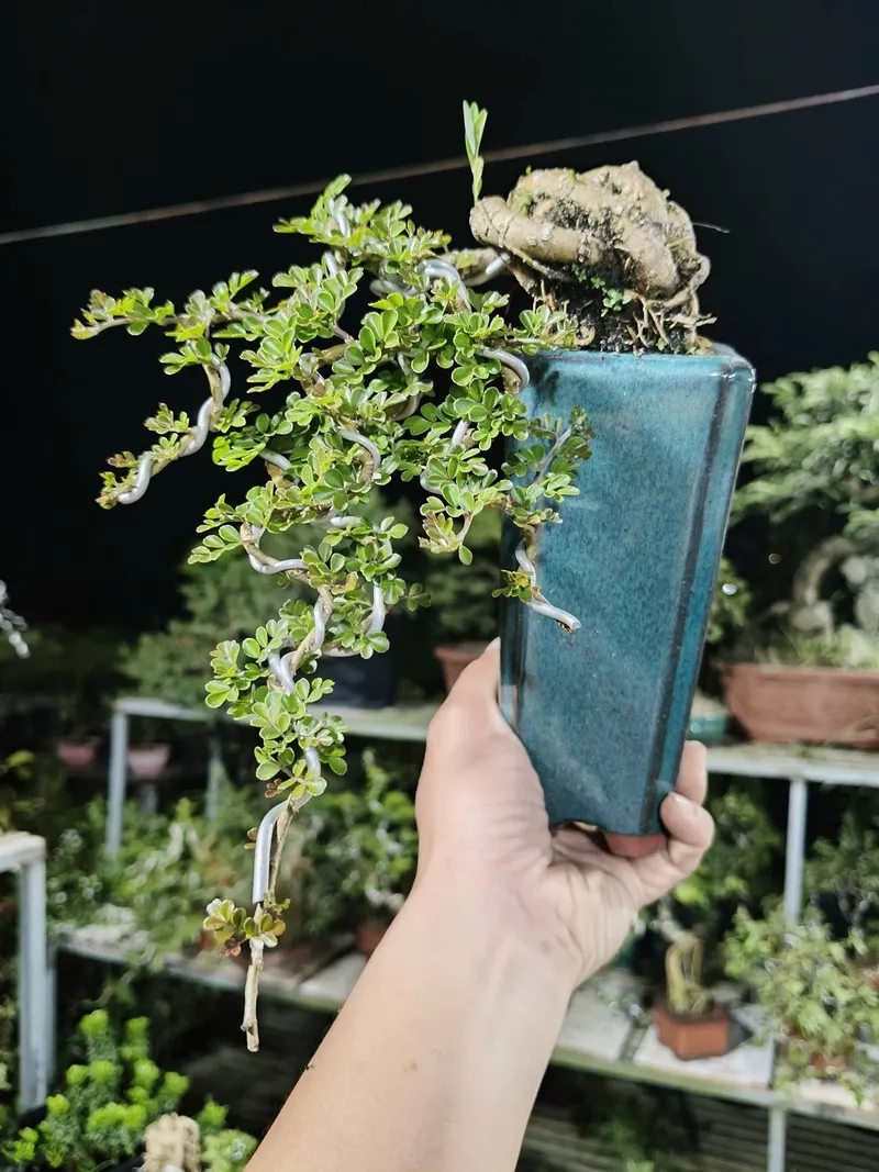 Thế cần thăng dáng thác đổ lạ