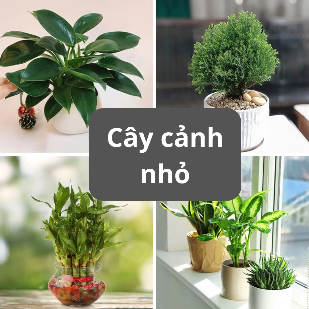 Vẻ đẹp tinh tế của các dòng cây mini