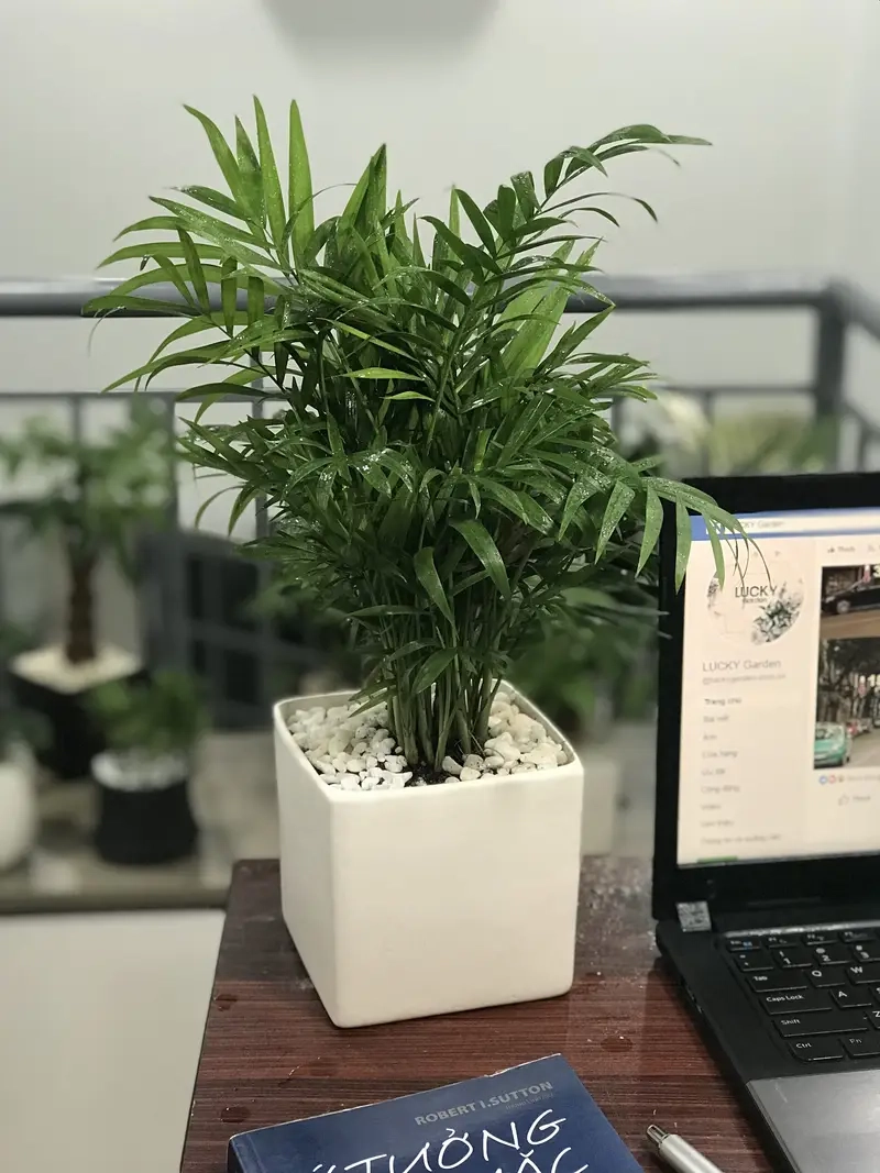 Cây Cau Tiểu Trâm may mắn cau tiểu trâm ý nghĩa