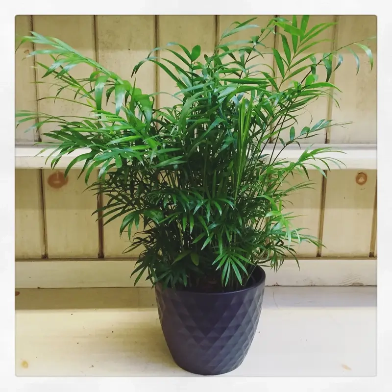 Cây Cau Tiểu Trâm an tâm cây cau tiểu trâm có độc không