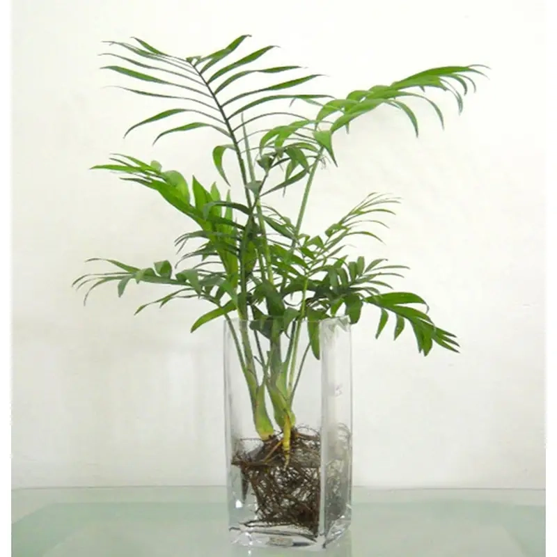 Cây Cau Tiểu Trâm hài hòa cây cau tiểu trâm hợp tuổi nào