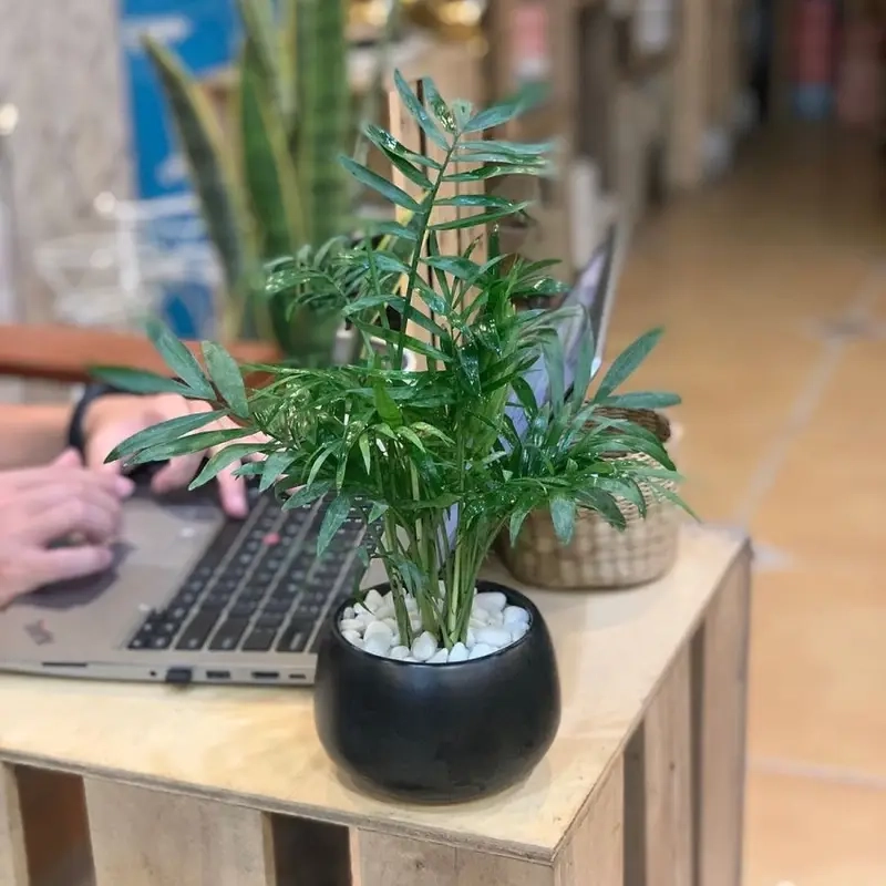 Cây Cau Tiểu Trâm tài lộc ý nghĩa cau tiểu trâm