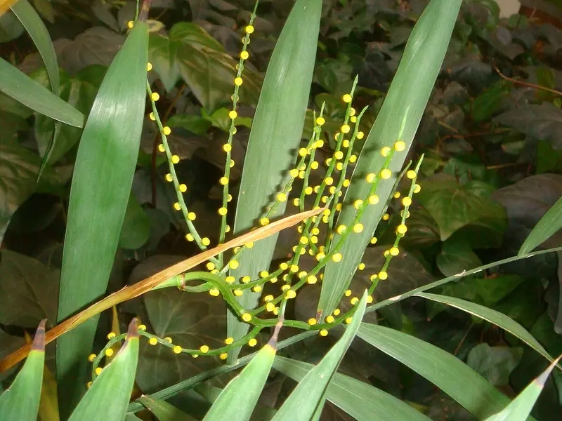 Cây Cau Tiểu Trâm trong lành cây cau tiểu trâm lọc không khí