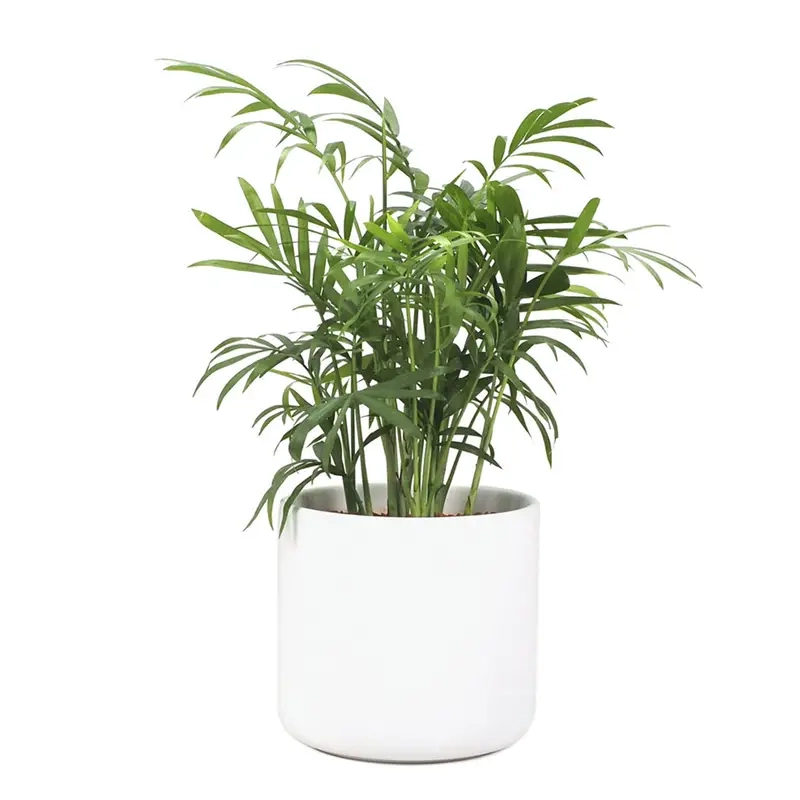 Cây Cau Tiểu Trâm dễ tìm mua cây cau tiểu trâm ở đâu