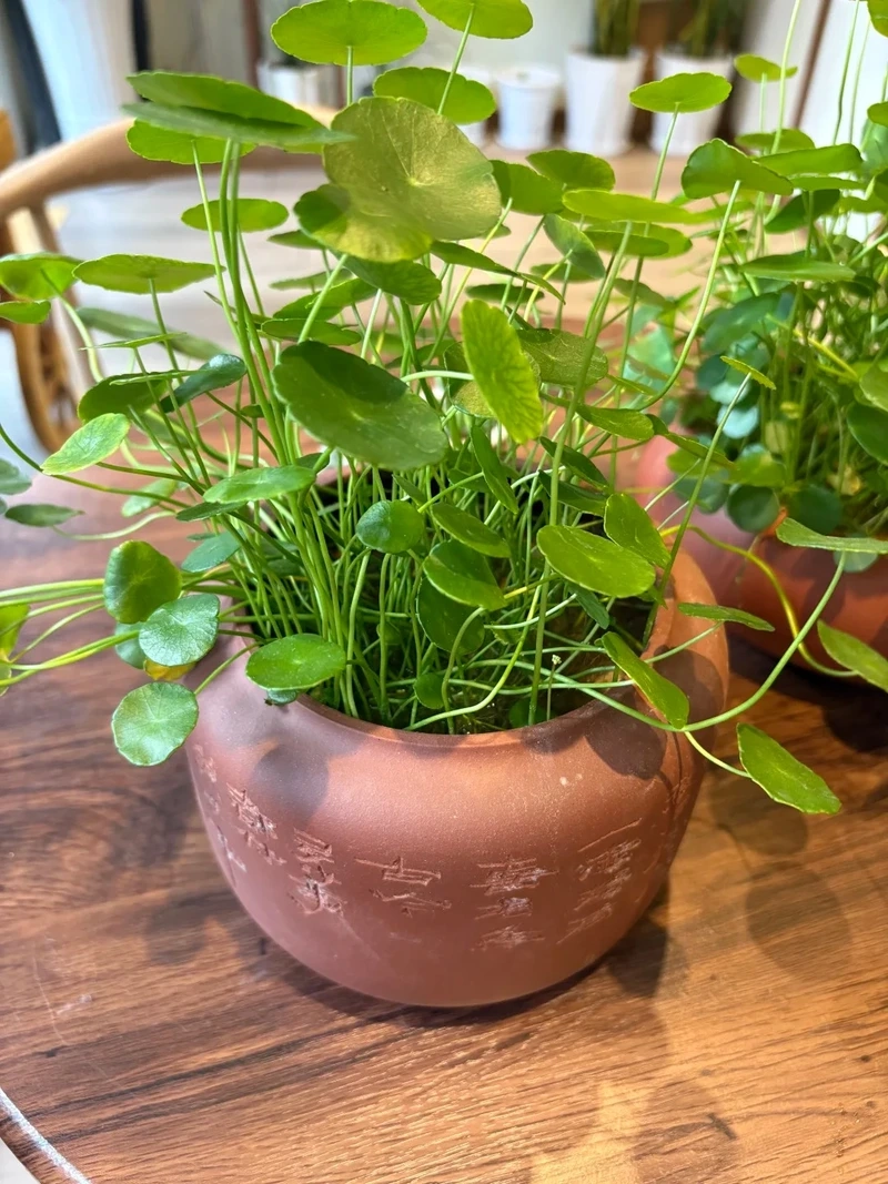 Đặc điểm nổi bật làm nên sức hút cây cỏ đồng tiền