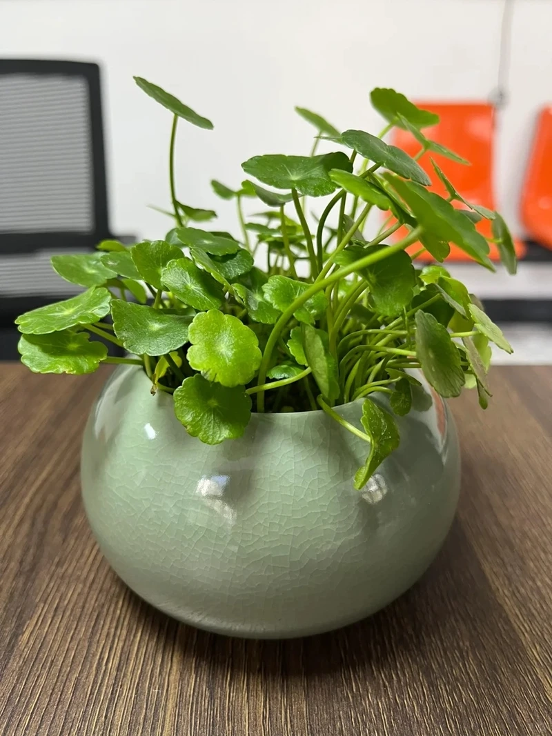 Cây cỏ đồng tiền để bàn mang sắc xanh tươi mới