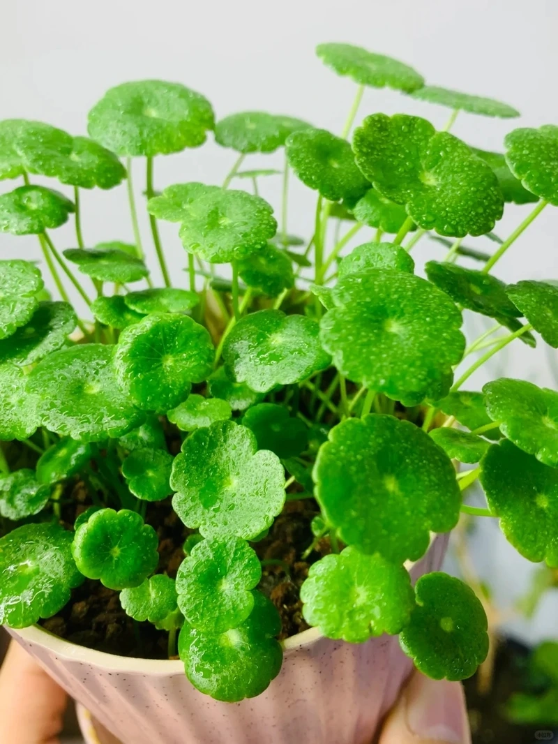 Cây cỏ đồng tiền decor hợp phong cách hiện đại