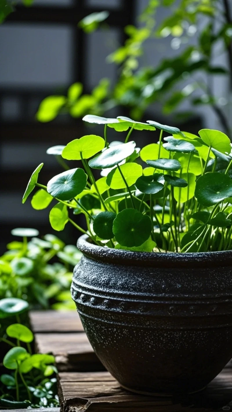 Cây cỏ đồng tiền xanh tốt tượng trưng sức sống