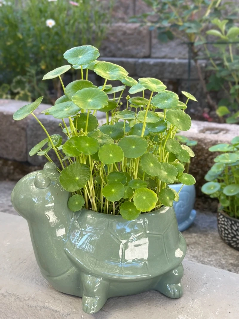 Cây cỏ đồng tiền đẹp dễ gây thiện cảm