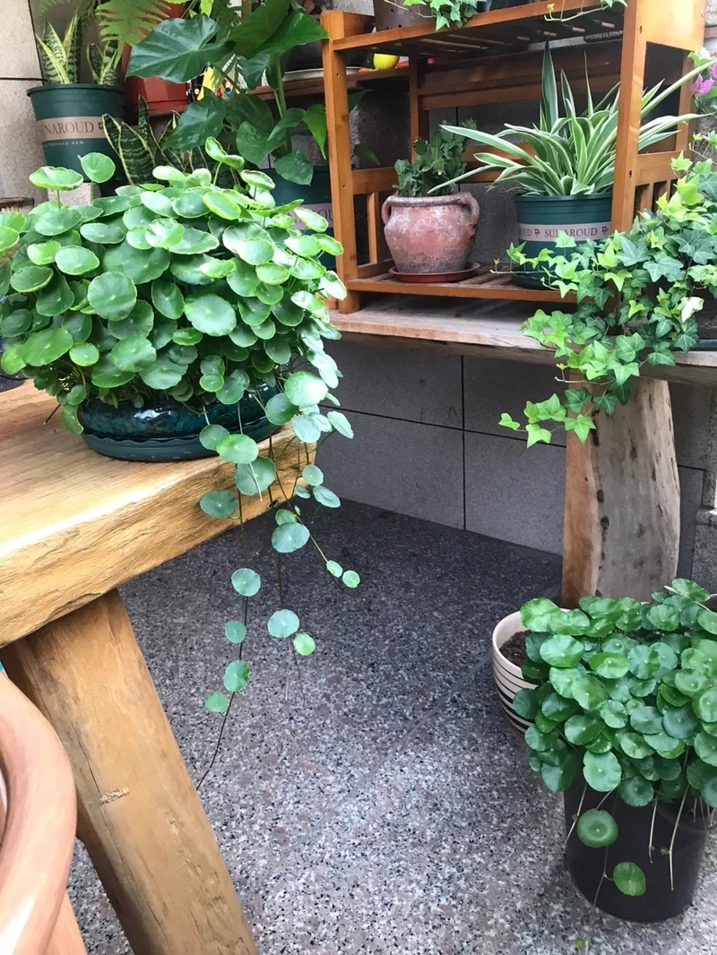 Cây cỏ đồng tiền hợp mệnh nhiều người quan tâm