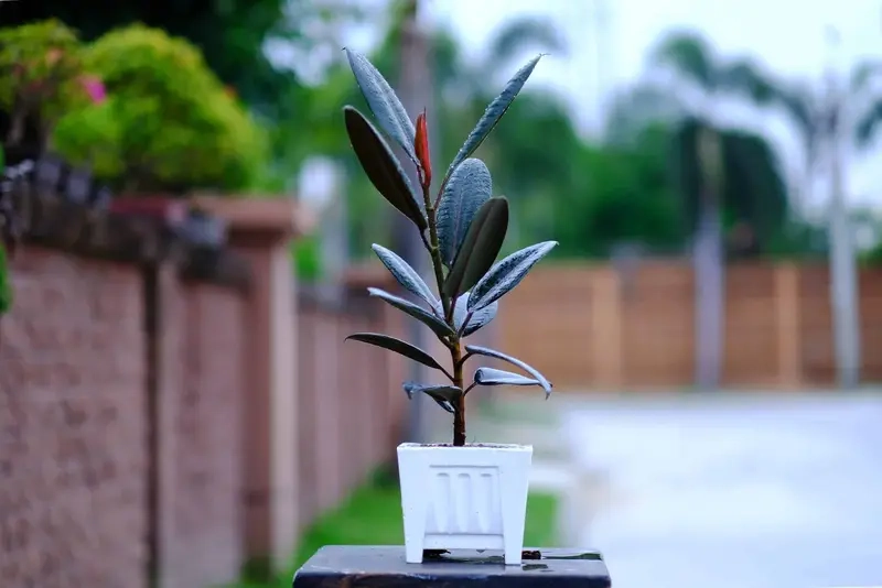 Cây Đa Búp Đỏ mang phong thủy tốt cho ngôi nhà của bạn