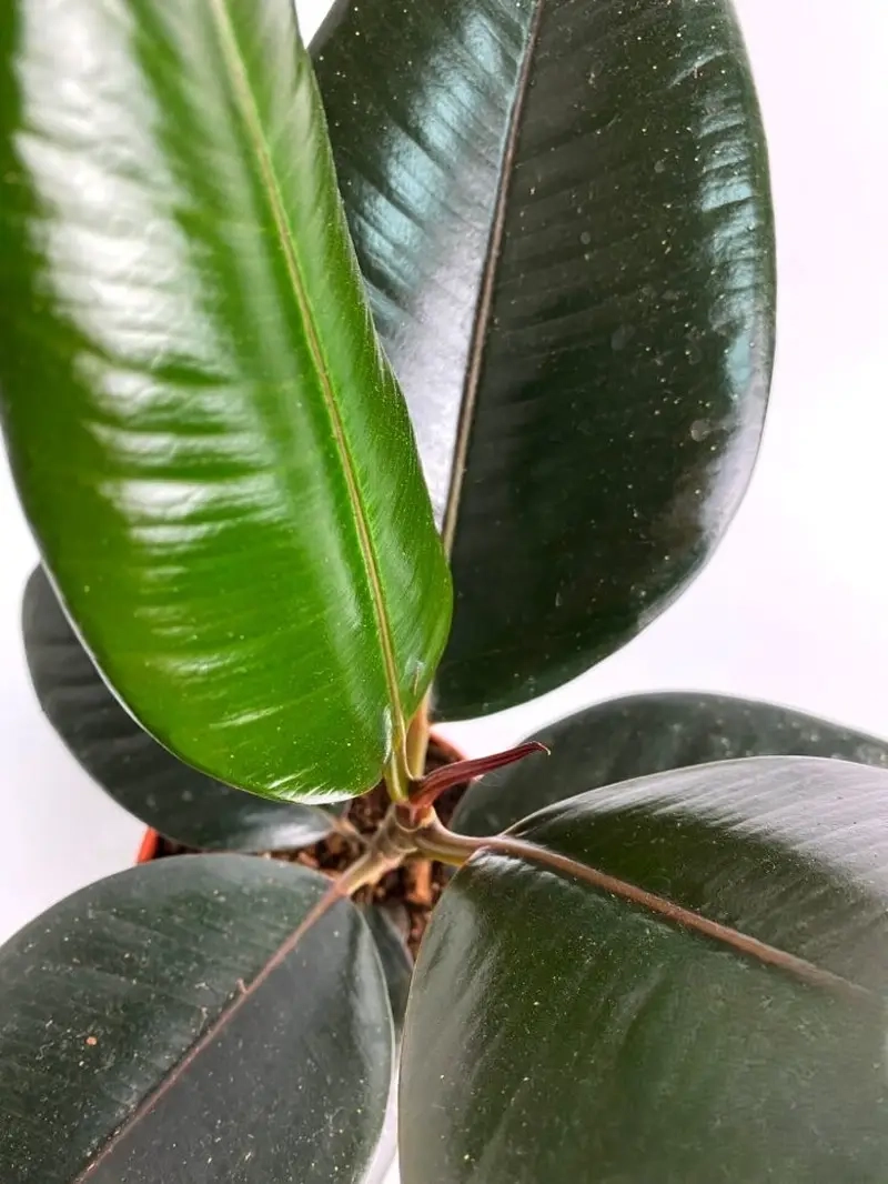 Cách nhân giống Cây Đa Búp Đỏ dễ dàng tại nhà