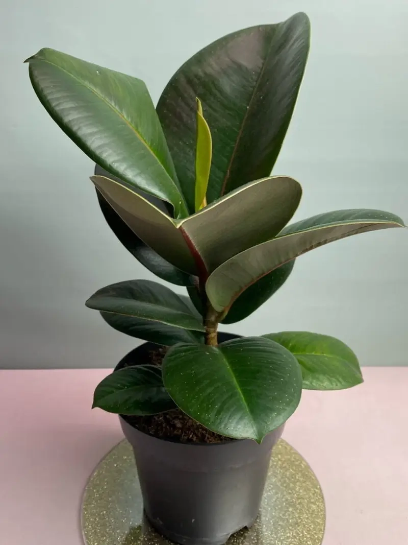 Cây Đa Búp Đỏ phong thủy mang may mắn cho gia chủ