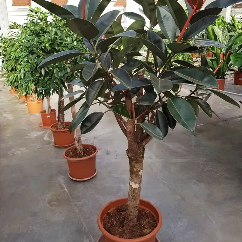 Cây Đa Búp Đỏ để bàn làm điểm nhấn xanh cho góc làm việc