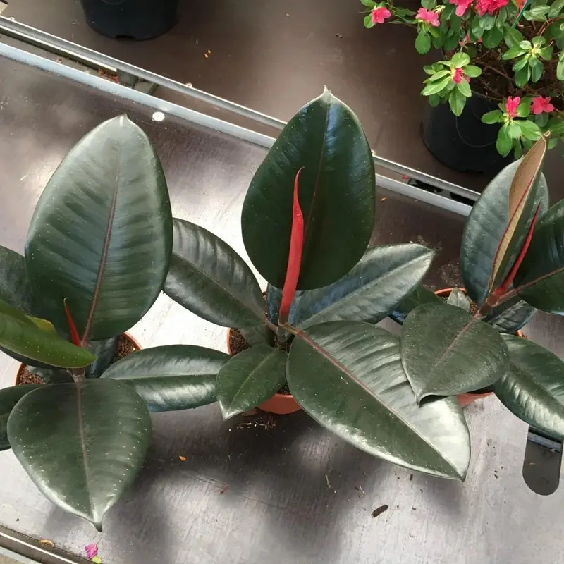 Có nên trồng Cây Đa Búp Đỏ trong nhà để tăng năng lượng tích cực