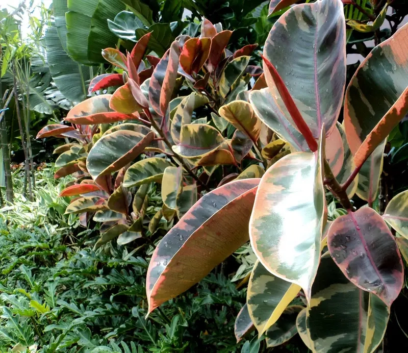 Mua Cây Đa Búp Đỏ để bàn hay trang trí sân vườn