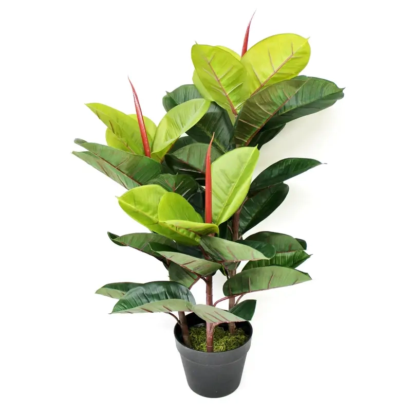 Đa Búp Đỏ mini nhỏ xinh phù hợp trang trí bàn làm việc