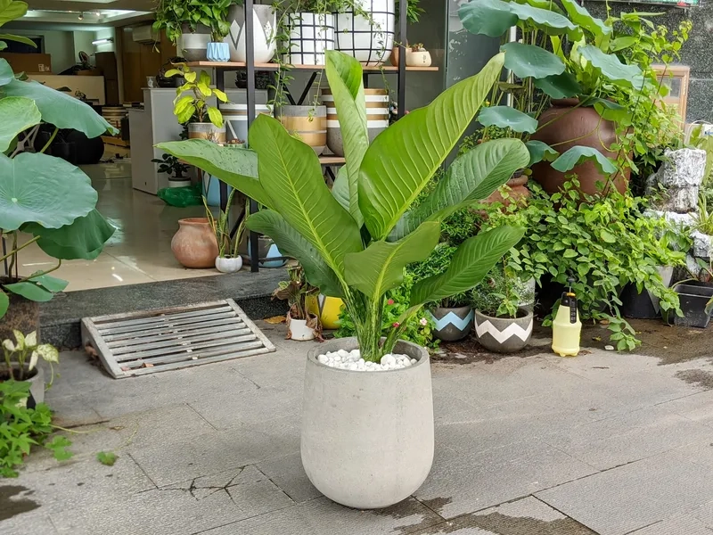 Trưng bày cây đại phú gia xanh tốt hút tài lộc