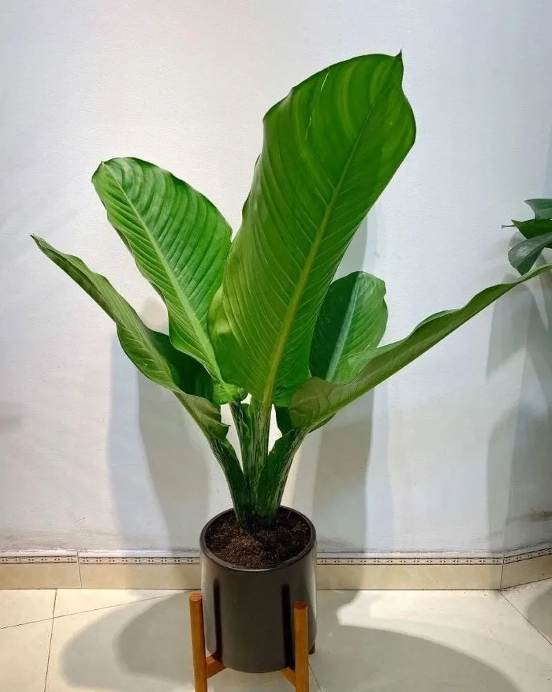 Bí quyết chăm sóc cây đại phú gia xanh bền lâu