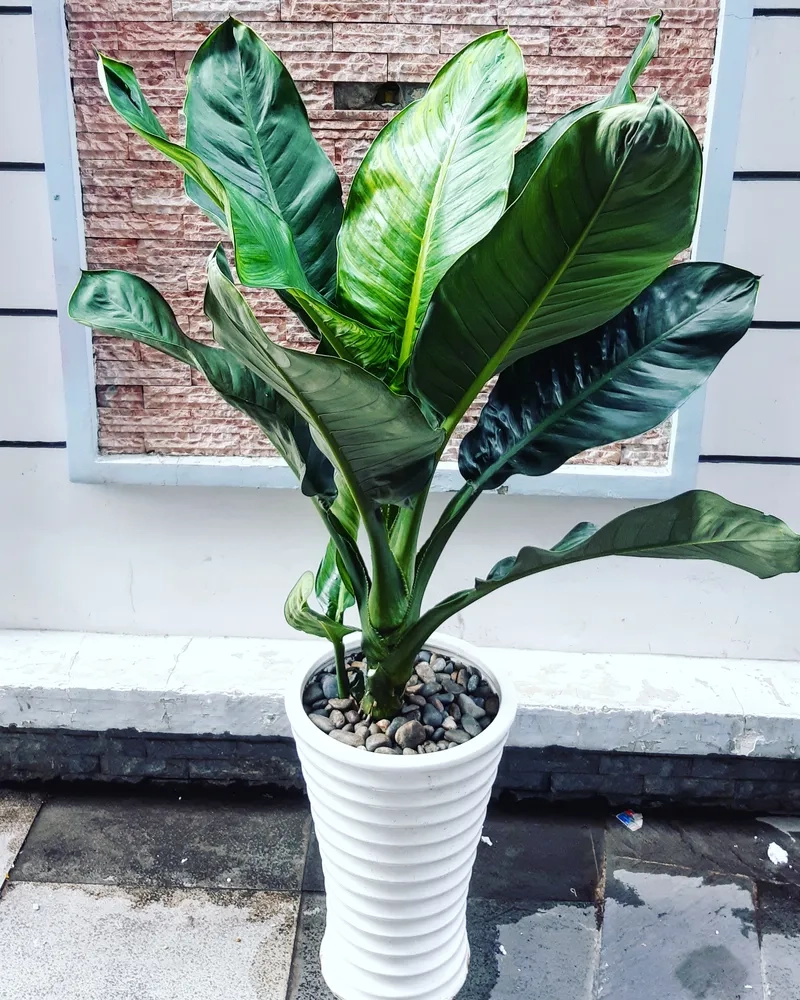 Chia sẻ cách chăm cây đại phú gia dễ áp dụng