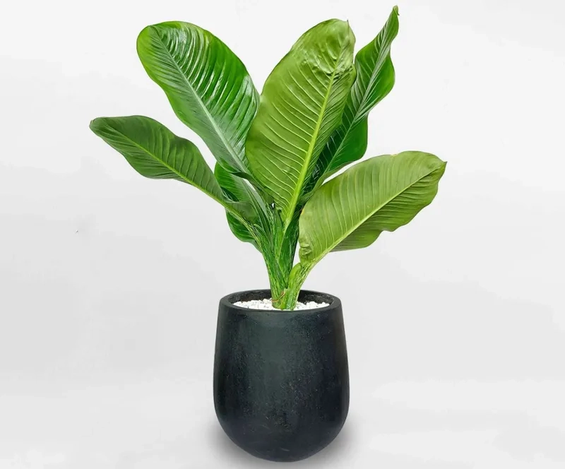 Tham khảo cách trồng cây đại phú quý cho cây đại phú gia