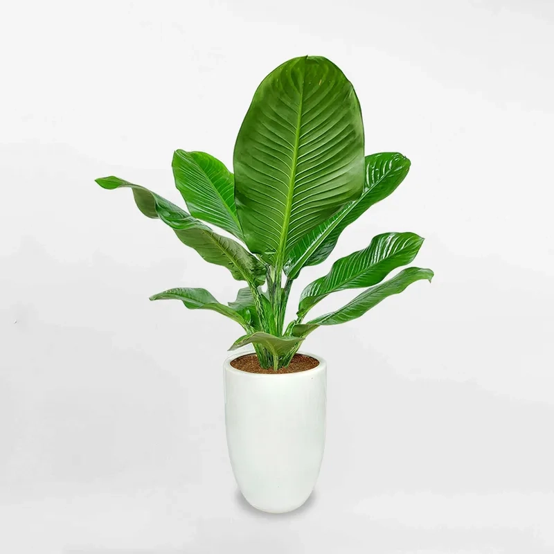 Trang trí nhà đẹp với cây kiểng đại phú gia ấn tượng