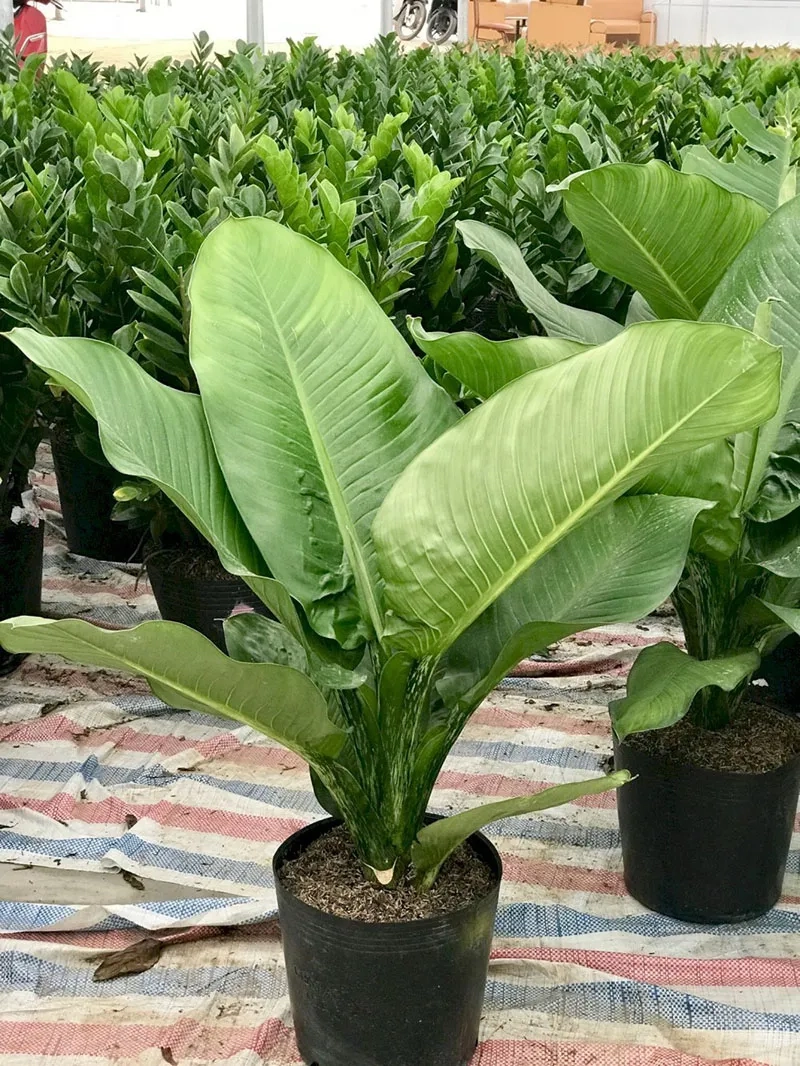 Không gian xanh mát nhờ cây cảnh đại phú gia