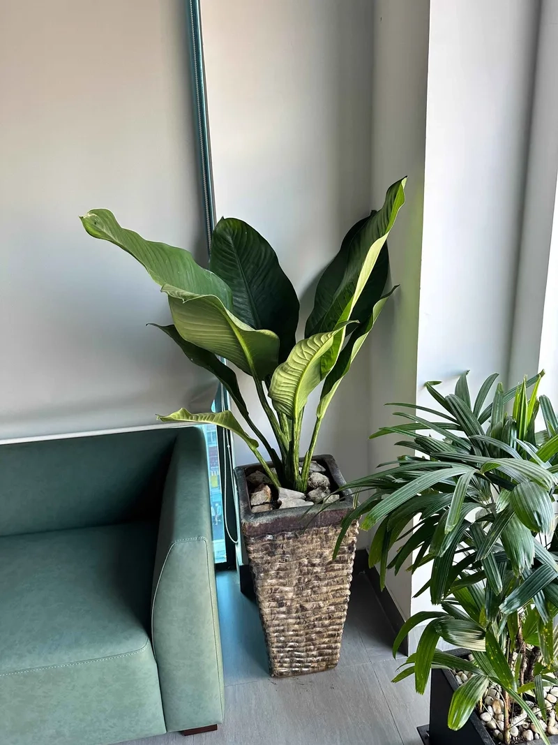 Thu hút may mắn với cây phong thủy đại phú gia