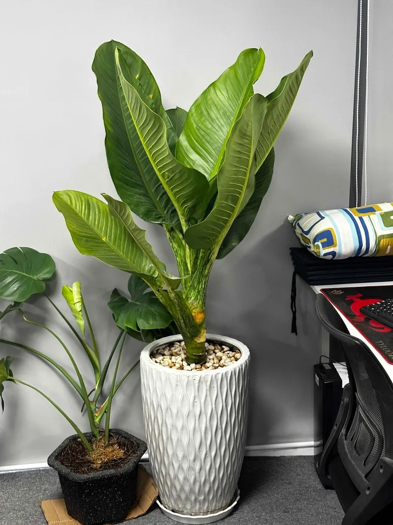 Vẻ đẹp bền bỉ của cây phú gia cây đại phú gia