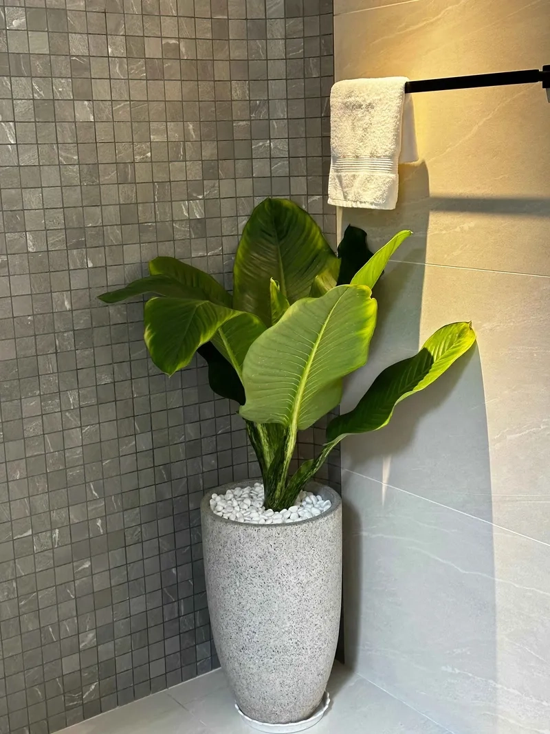 Nhiều người yêu thích cây phú đại gia cây đại phú gia