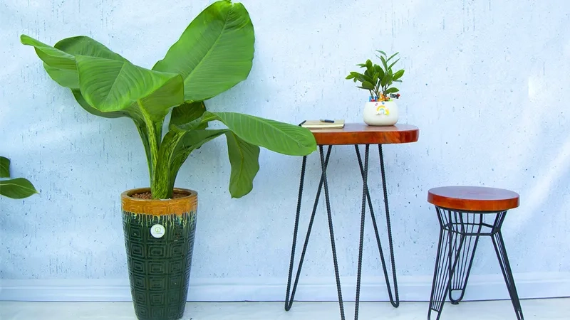 Đặt cây đại phú gia văn phòng tạo cảm hứng làm việc