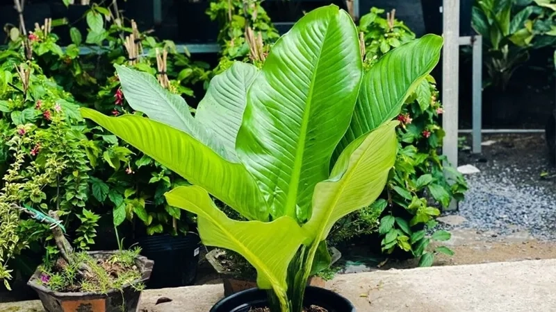 Chọn cây đại phú gia phong thủy mang vượng khí