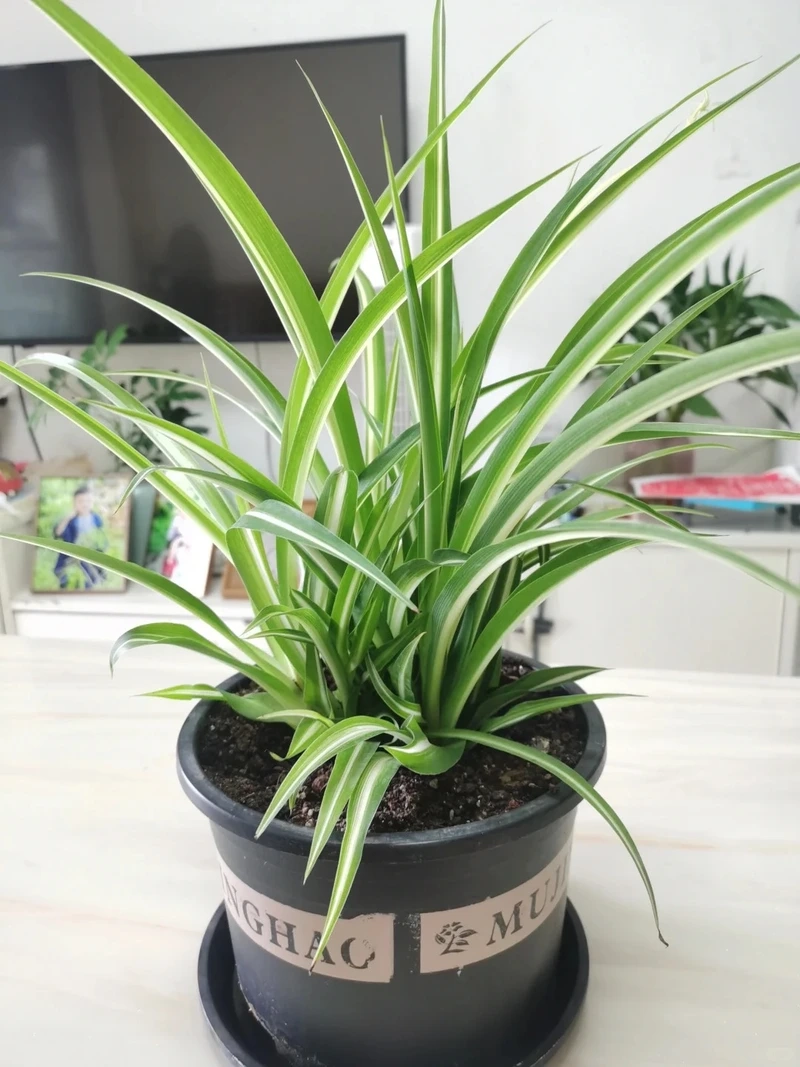 Đặc điểm nổi bật của cây Dây Nhện