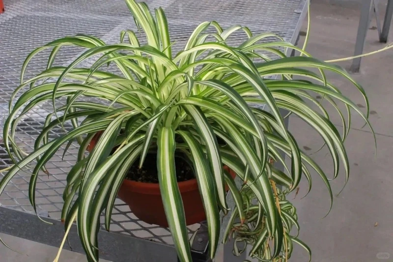 Thu hút sinh khí tốt nhờ cây Dây Nhện phong thủy