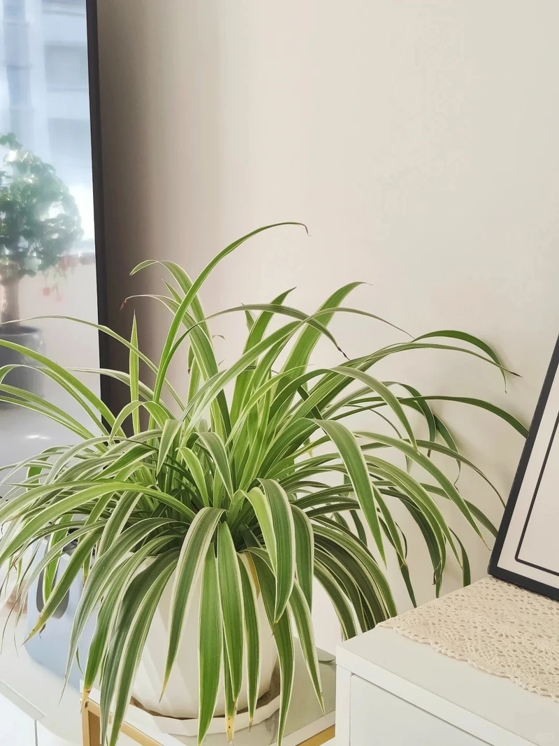 Không gian lạ mắt cùng cây Dây Nhện thủy sinh