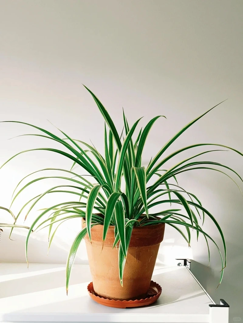 Gọn gàng xinh xắn với cây Dây Nhện mini