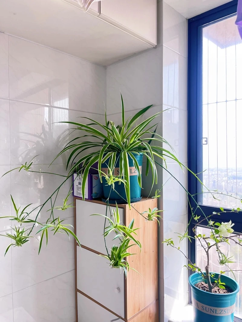 Tạo điểm nhấn độc đáo bằng cây Dây Nhện treo