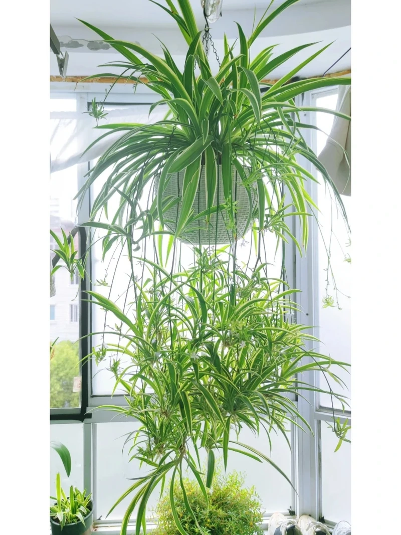 Người mới trồng hợp cây Dây Nhện dễ chăm sóc