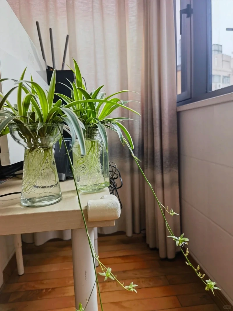 Lên hình cực đẹp với cây Dây Nhện chụp ảnh