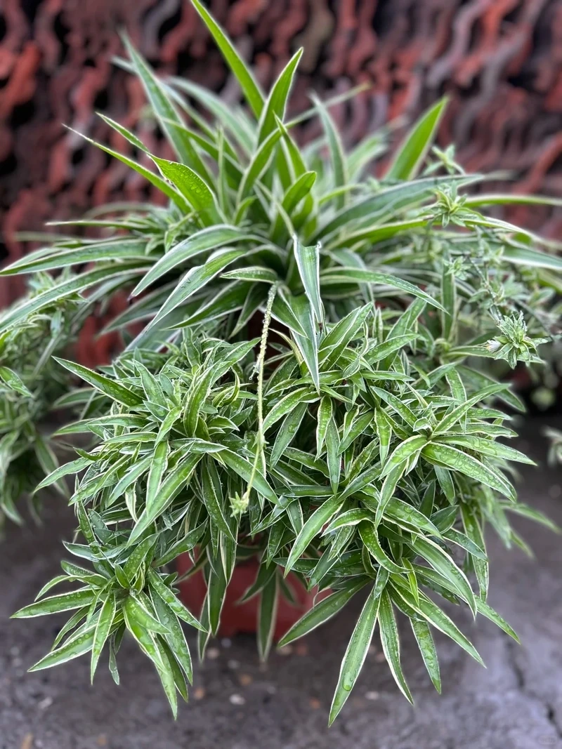 Góc xanh sáng tạo với cây Dây Nhện tiểu cảnh